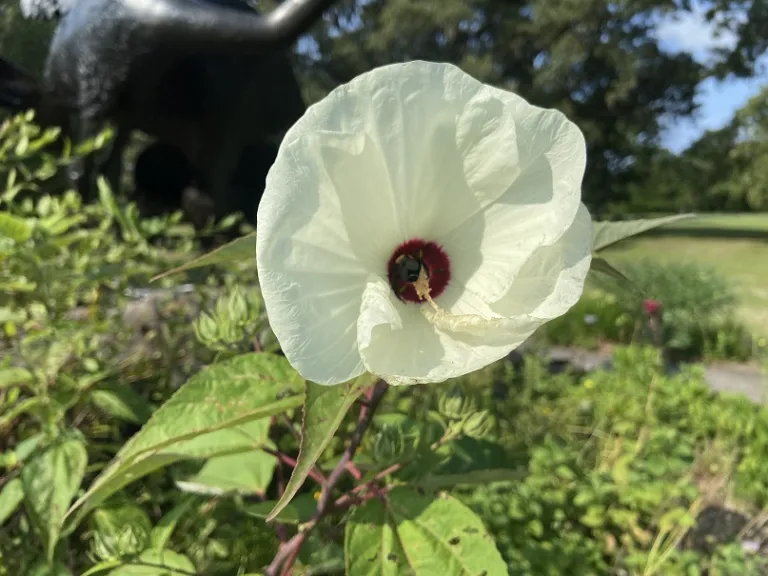 Hibiscus moscheutos flower