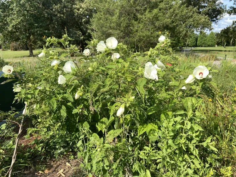 Hibiscus moscheutos flowering habit