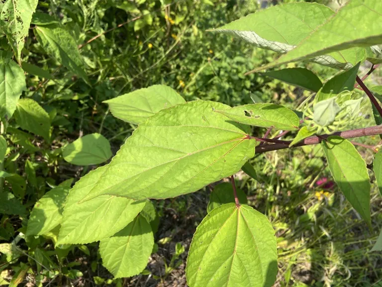 Hibiscus moscheutos foliage