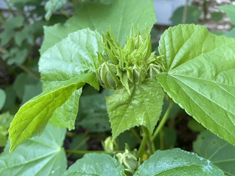 Hibiscus paramutabilis 'Terri's Pink' Flower Buds