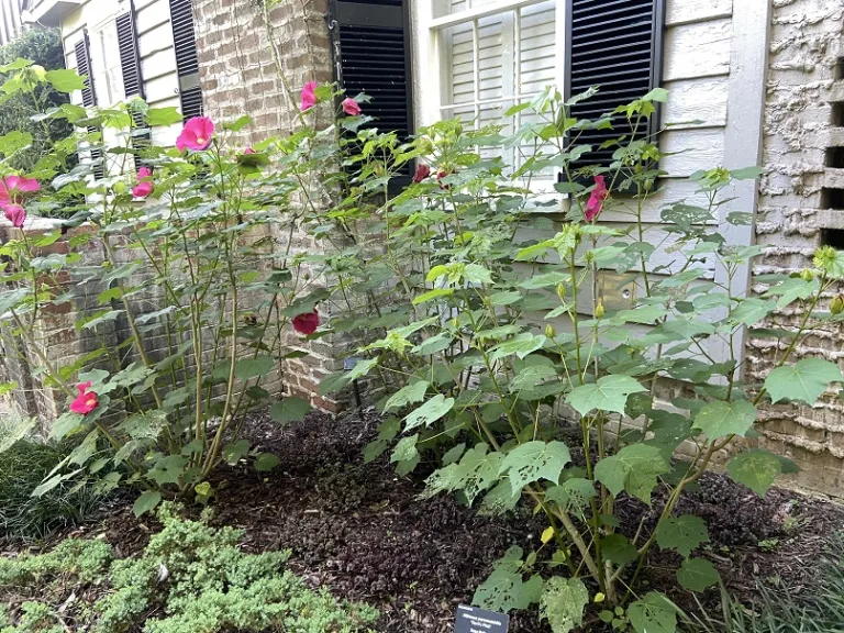 Hibiscus paramutabilis 'Terri's Pink' Habit