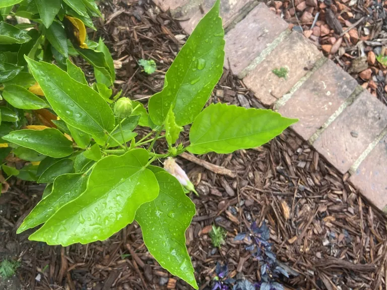 Hibiscus rosa-sinensis 'Seminole Pink' foliage