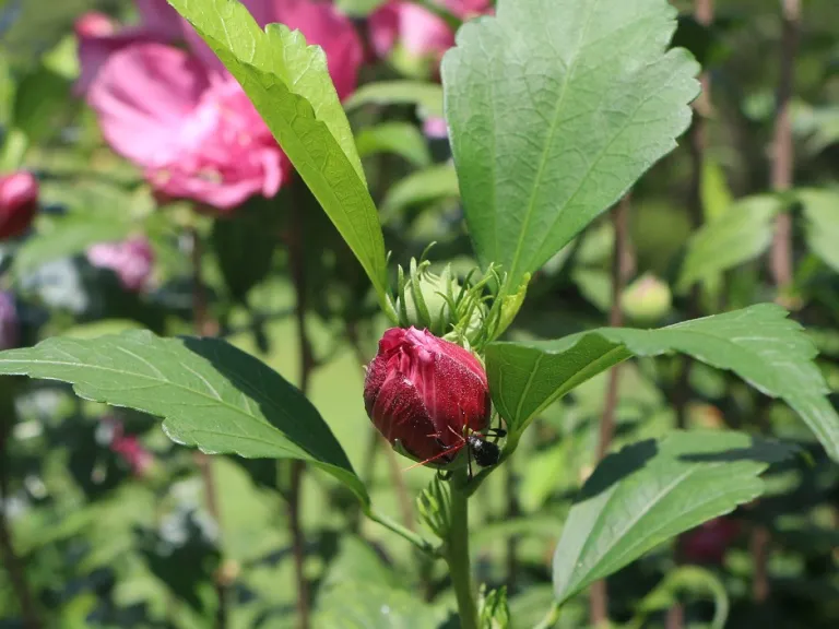 Hibiscus syriacus 'Freedom' flower bud