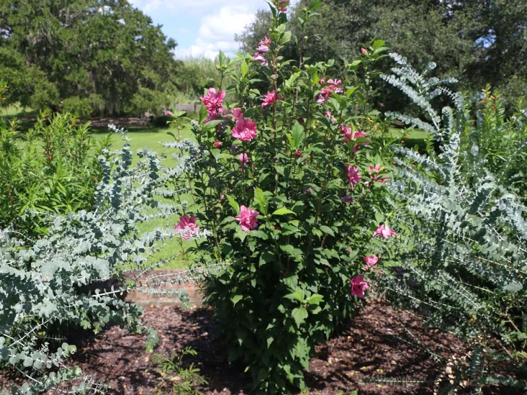 Hibiscus syriacus 'Freedom' flowering habit