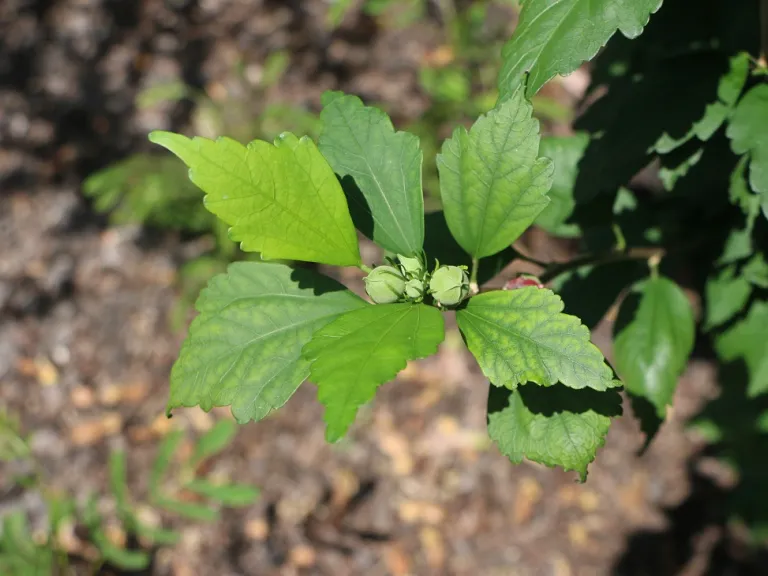 Hibiscus syriacus 'Freedom' foliage