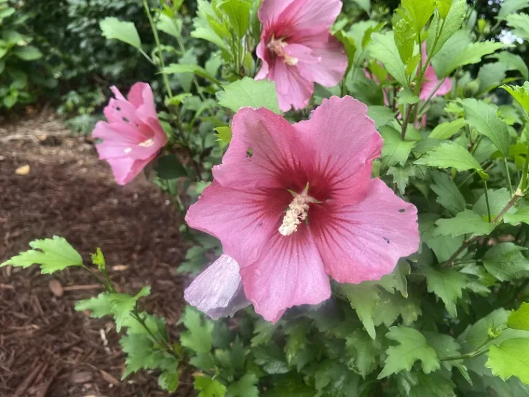 Hibiscus syriacus 'GFNHSRP' (Red Pillar®) flower