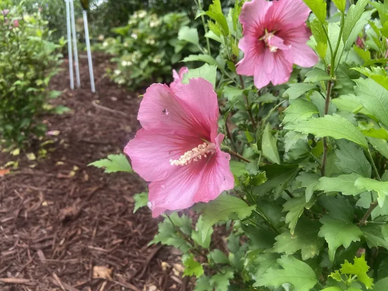 Hibiscus syriacus 'GFNHSRP' (Red Pillar®) flower