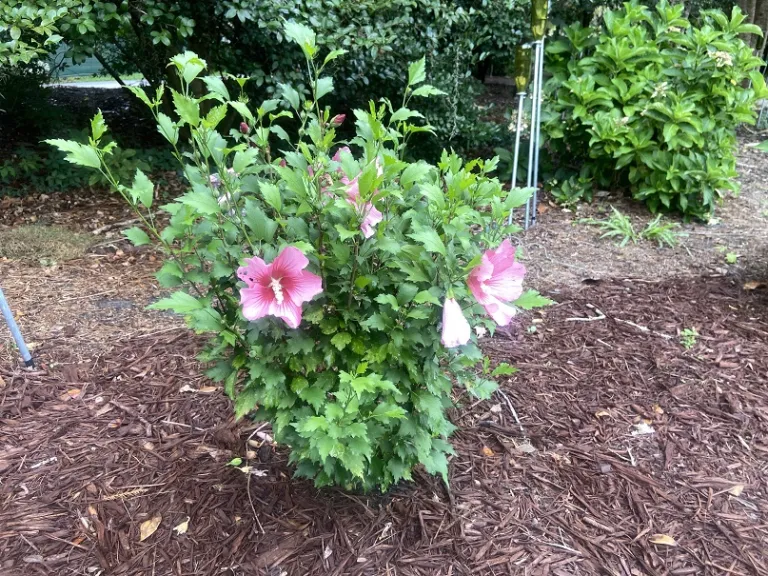 Hibiscus syriacus 'GFNHSRP' (Red Pillar®) flowering habit