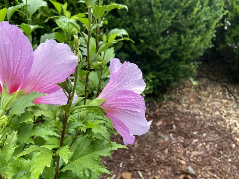 Hibiscus syriacus 'Gandini Santiago' (Purple Pillar®) flower