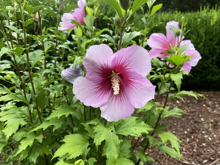 Hibiscus syriacus 'Gandini Santiago' (Purple Pillar®) flower