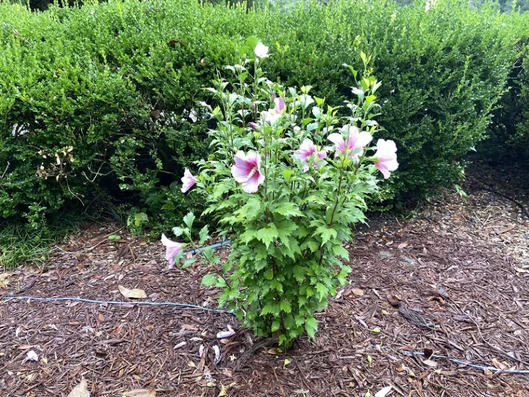 Hibiscus syriacus 'Gandini Santiago' (Purple Pillar®) flowering habit