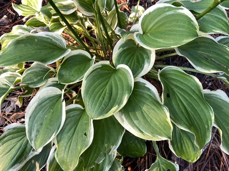 Hosta 'So Sweet' foliage