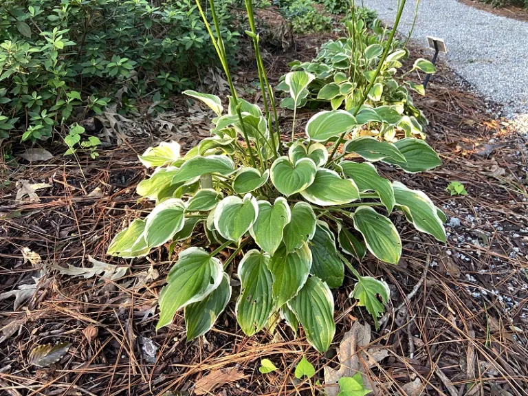 Hosta 'So Sweet' habit