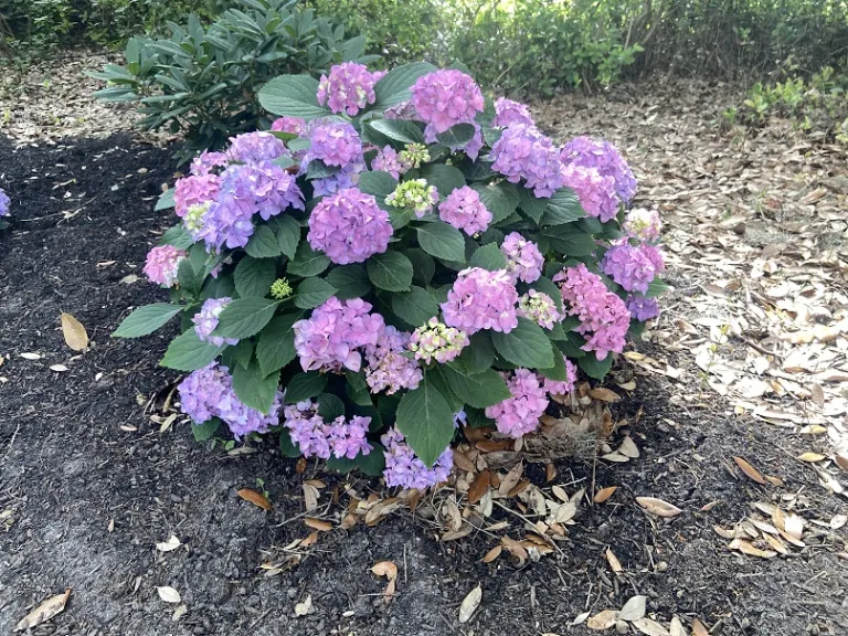 Hydrangea 'SMNHSC' (Let's Dance ¡Arriba!®) flowering habit