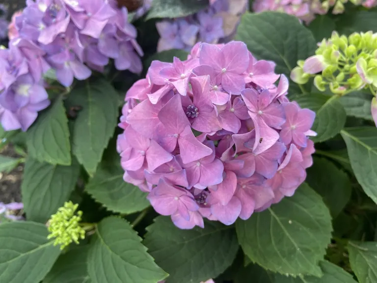 Hydrangea 'SMNHSC' (Let's Dance ¡Arriba!®) flowers