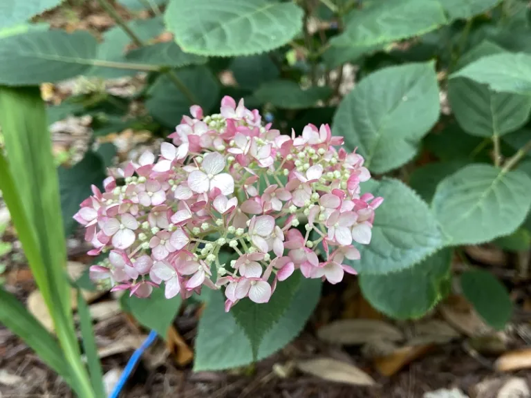 Hydrangea arborescens 'NCHA4' (Incrediball® Blush) flowers