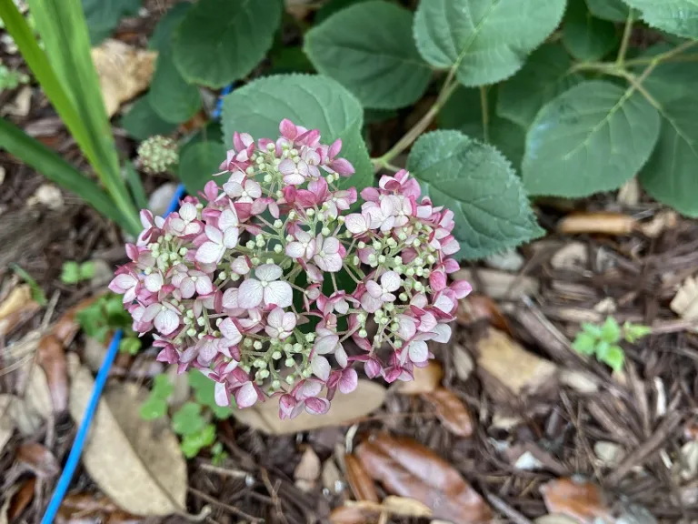 Hydrangea arborescens 'NCHA4' (Incrediball® Blush) flowers