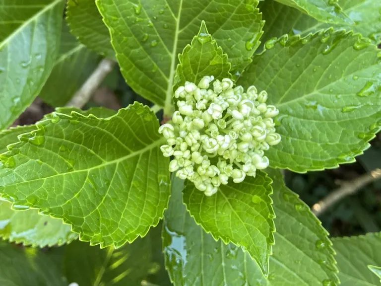 Hydrangea macrophylla 'Ayesha' flowers buds opening