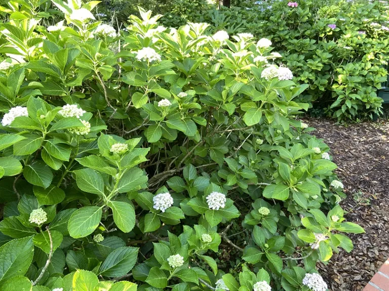 Hydrangea macrophylla 'Ayesha' habit