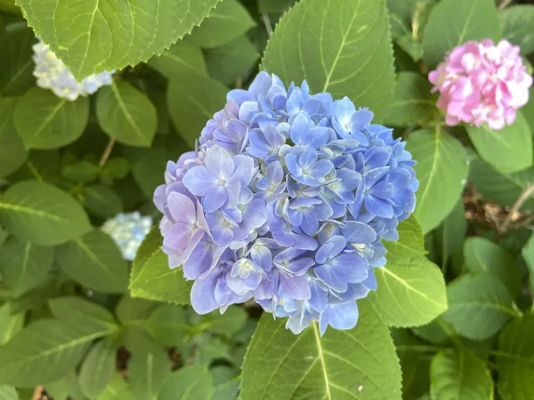 Hydrangea macrophylla 'Bailmer' (Endless Summer®) flower