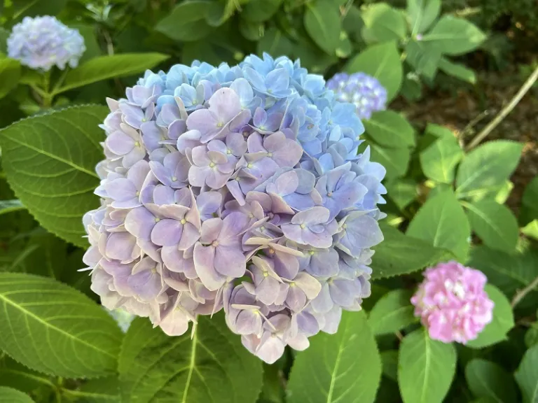 Hydrangea macrophylla 'Bailmer' (Endless Summer®) flower