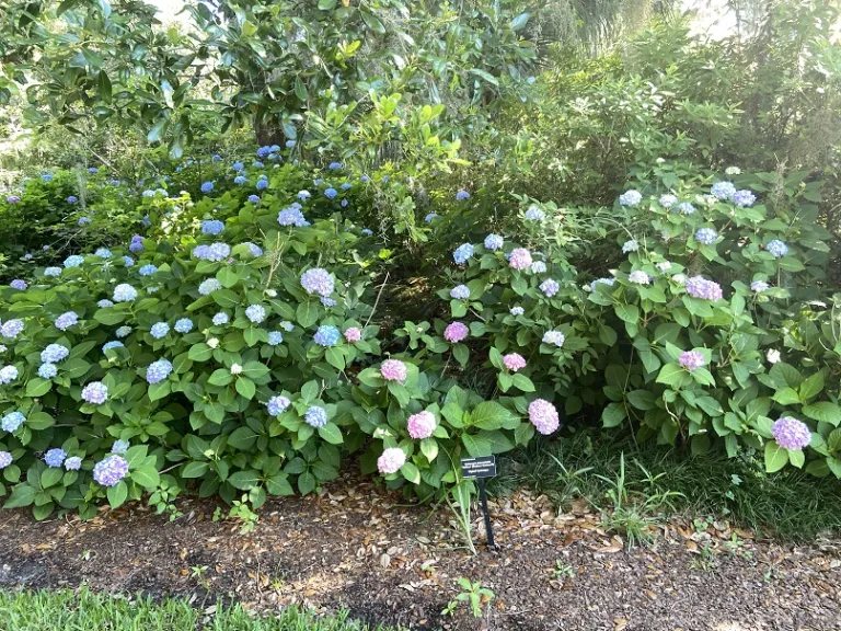 Hydrangea macrophylla 'Bailmer' (Endless Summer®) habit