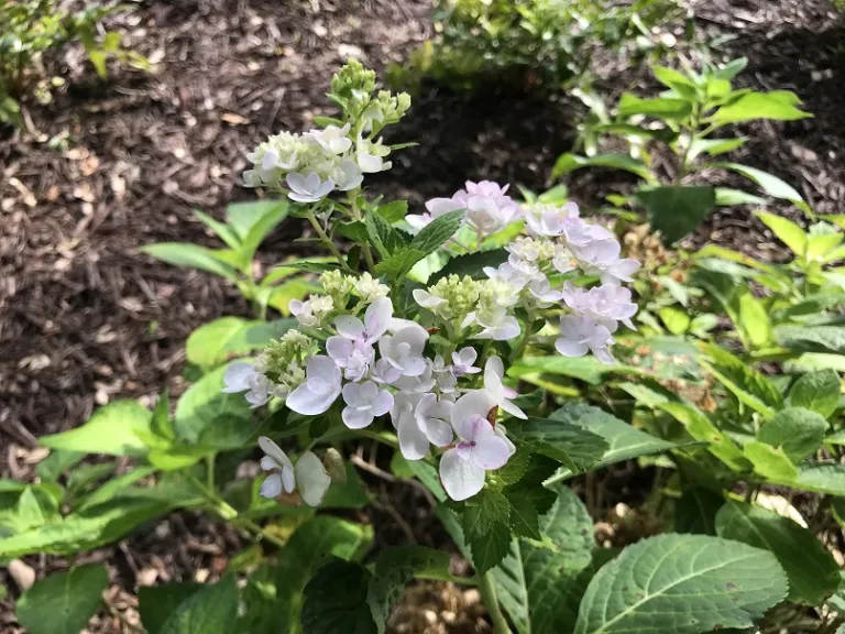 Hydrangea macrophylla 'Blushing Bride' (Endless Summer®) flower