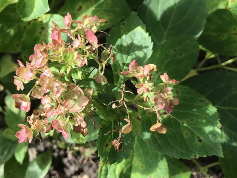 Hydrangea macrophylla 'Blushing Bride' (Endless Summer®) old flower