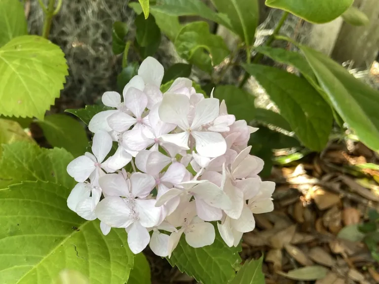 Hydrangea macrophylla 'Soeur Thérèse' (Sister Therese) flowers