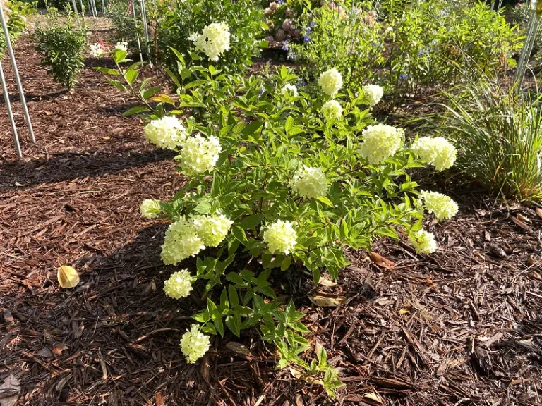 Hydrangea paniculata 'HYLV17522' (Dragon Baby™) flowering habit