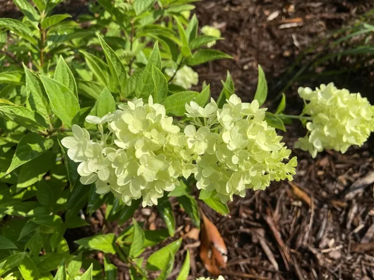 Hydrangea paniculata 'HYLV17522' (Dragon Baby™) flowers