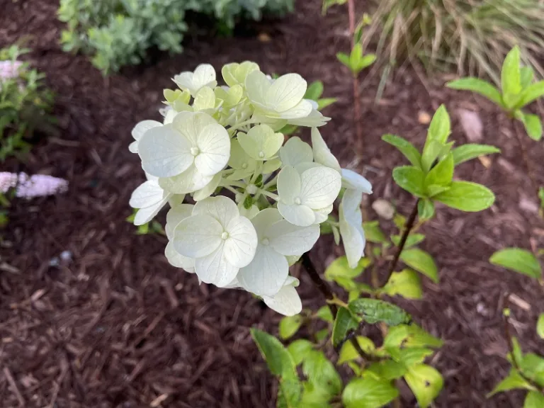 Hydrangea paniculata 'Kolmakilima' (Moonrock™) flowers