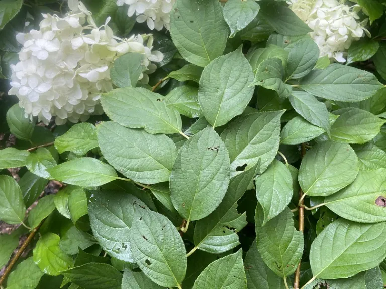 Hydrangea paniculata 'Limelight' foliage