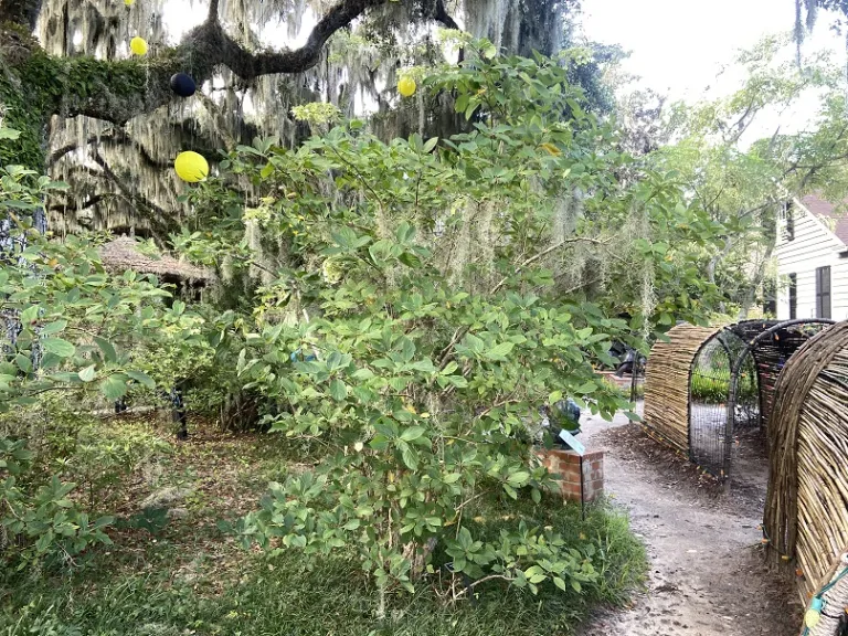 Hydrangea paniculata 'Tardiva' habit