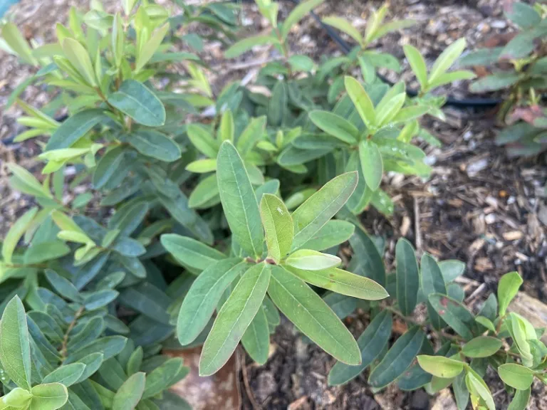 Hypericum calycinum foliage