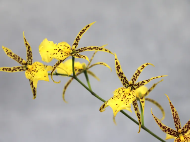 × Brassidium Nittany Gold 'Dr. John'