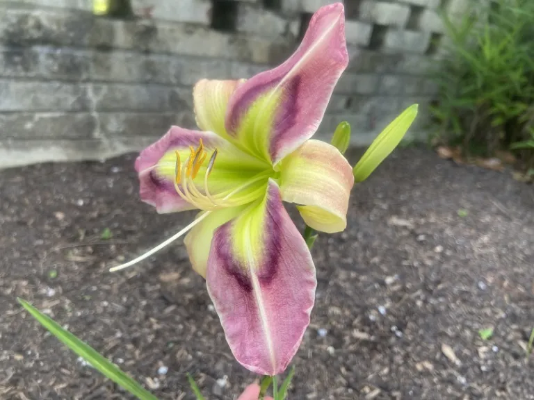 Hemerocallis 'Igor F. Palacios, M.D.' flower