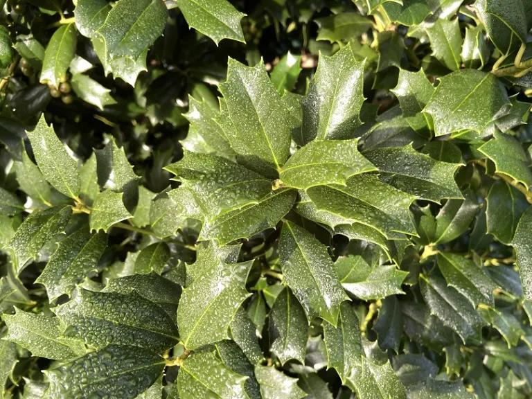 Ilex 'Conin' (Robin™) foliage