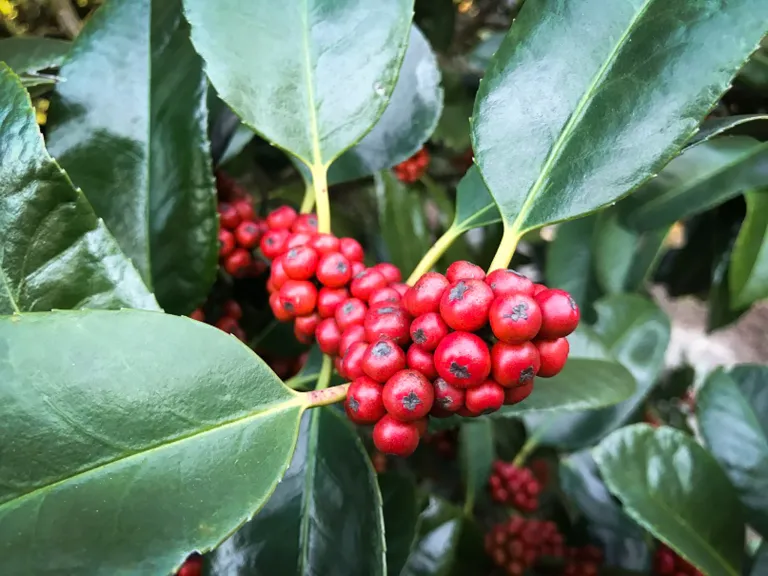 Lusterleaf Holly