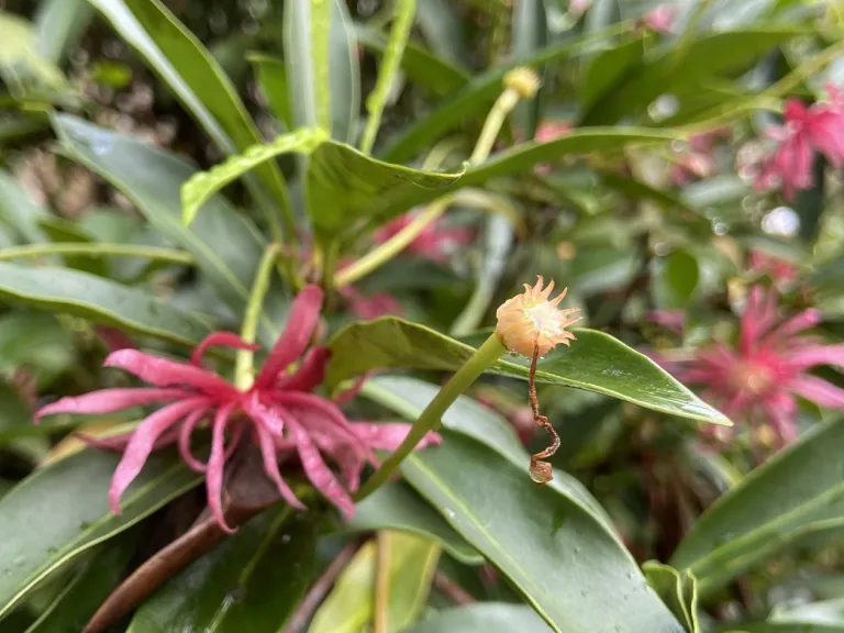 Illicium floridanum 'Halley's Comet' | Brookgreen