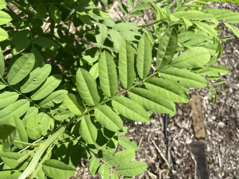 Indigofera suffruticosa foliage