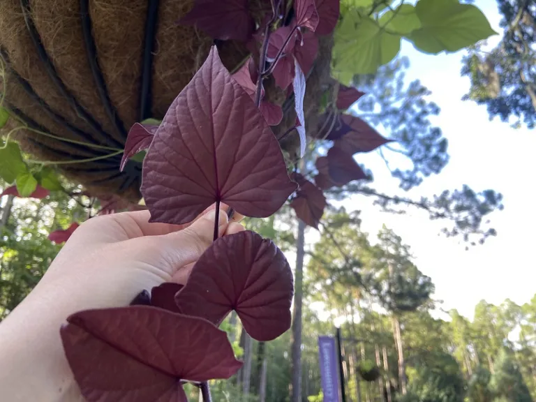 Ipomoea batatas 'Balsolaredar' (SolarPower™ Red Heart) foliage