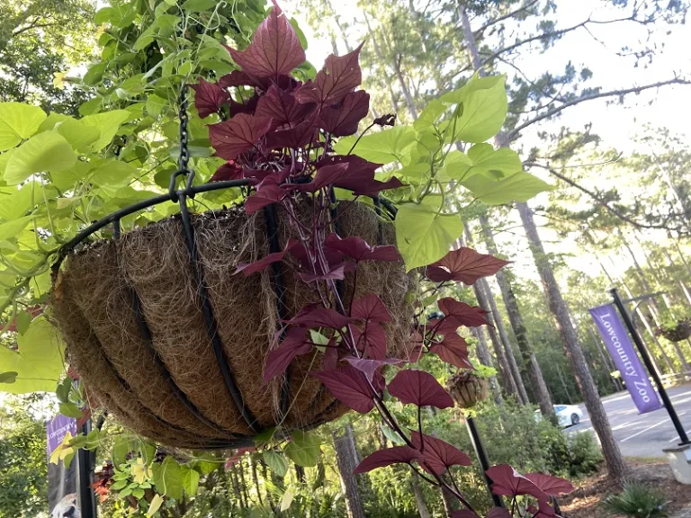 Ipomoea batatas 'Balsolaredar' (SolarPower™ Red Heart) habit