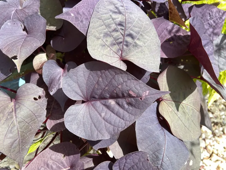 Ipomoea batatas (Sidekick™ Heart Black) foliage