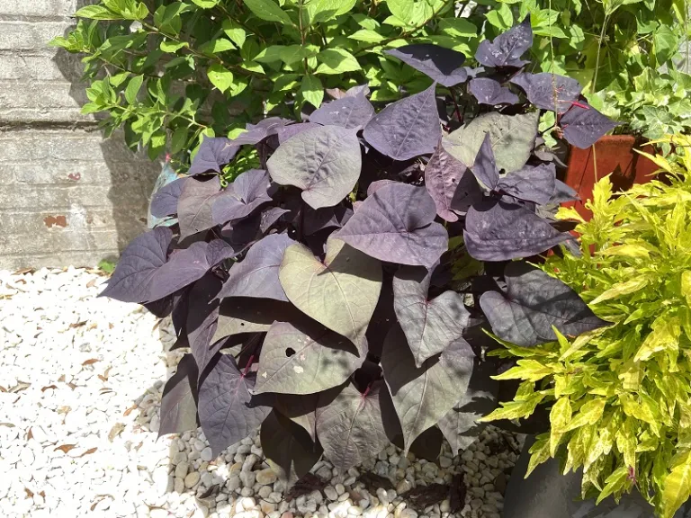 Ipomoea batatas (Sidekick™ Heart Black) habit