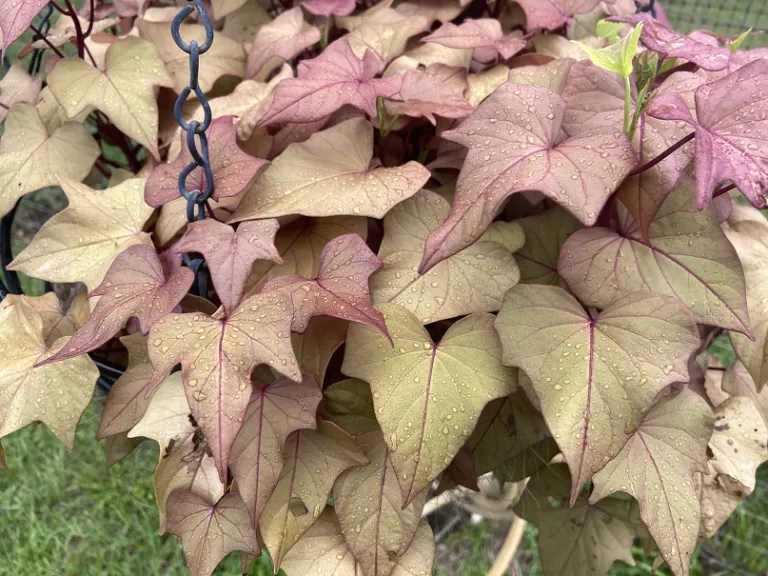 Ipomoea batatas (Sidekick™ Heart Bronze) foliage