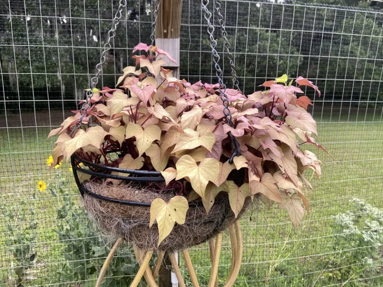 Ipomoea batatas (Sidekick™ Heart Bronze) habit