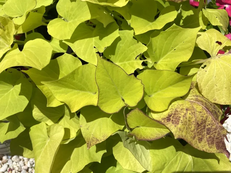 Ipomoea batatas (Sidekick™ Heart Lime) foliage