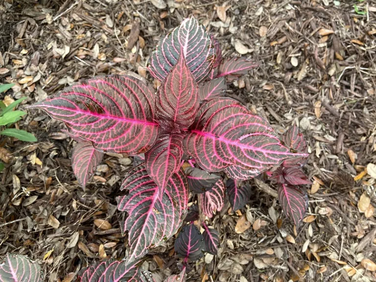 Iresine 'Blazin' Rose' foliage