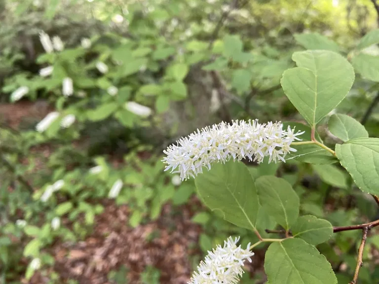 Itea virginica 'Henry's Garnet' flowers